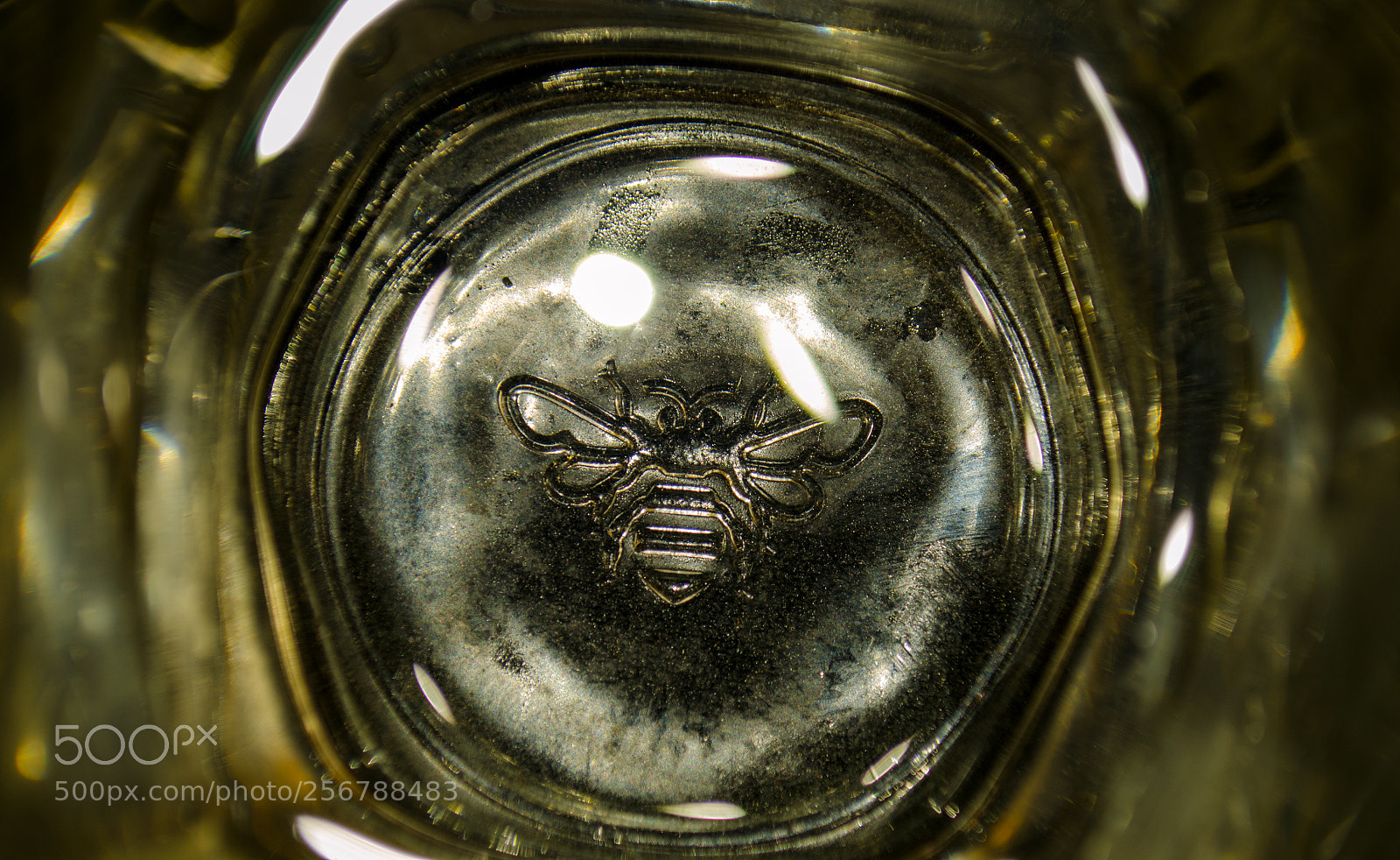 Nikon D5100 sample photo. Bee in water photography