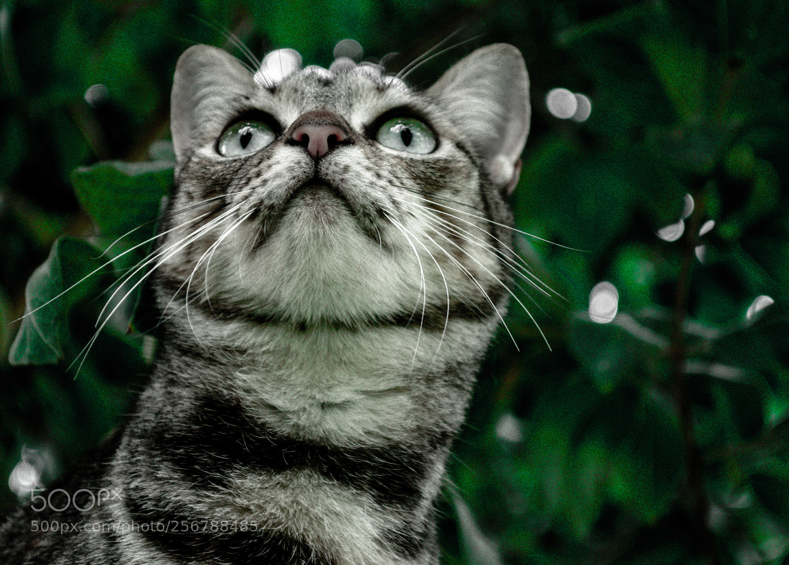 Nikon D5100 sample photo. Cat photography