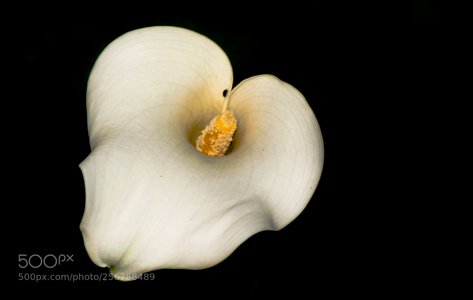 Nikon D5100 sample photo. Flower photography