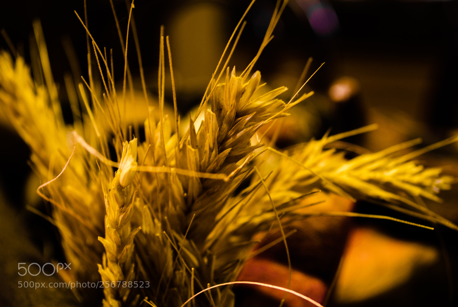 Nikon D5100 sample photo. Wheat photography