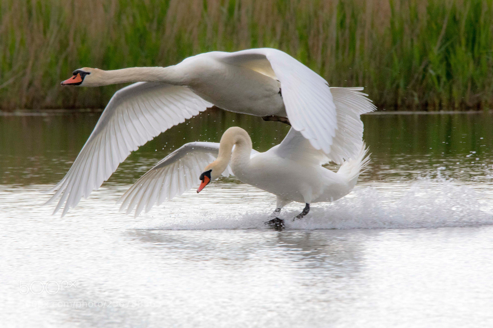 Canon EOS 7D Mark II sample photo. Cygnes ! photography