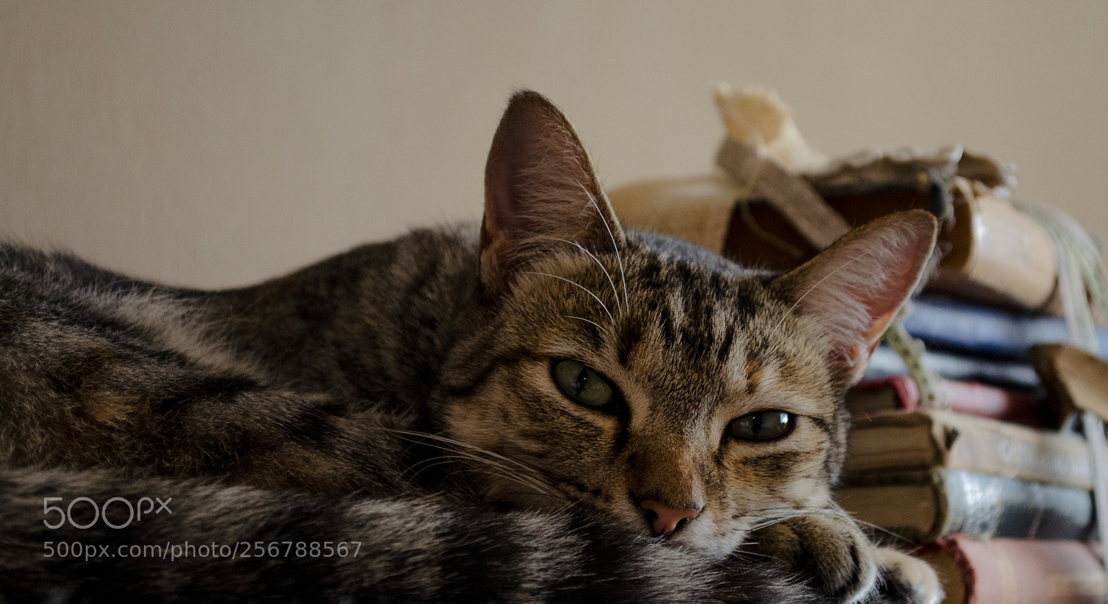 Nikon D5100 sample photo. Cat photography