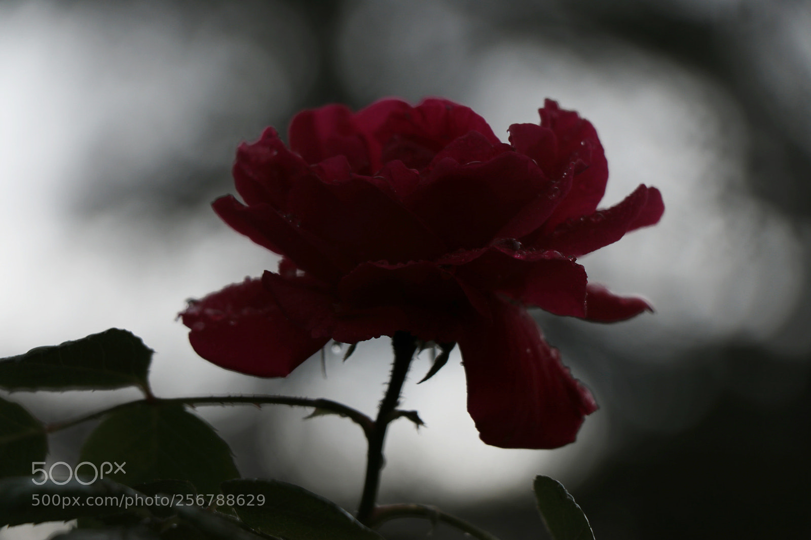 Canon EOS 80D sample photo. Red rose photography