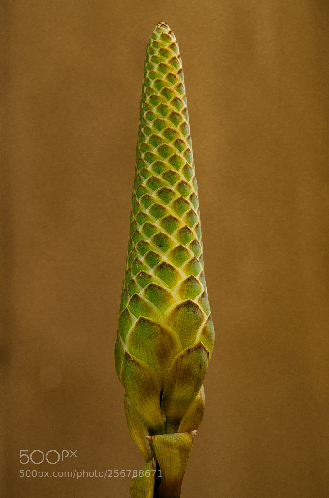 Nikon D5100 sample photo. Aloe photography