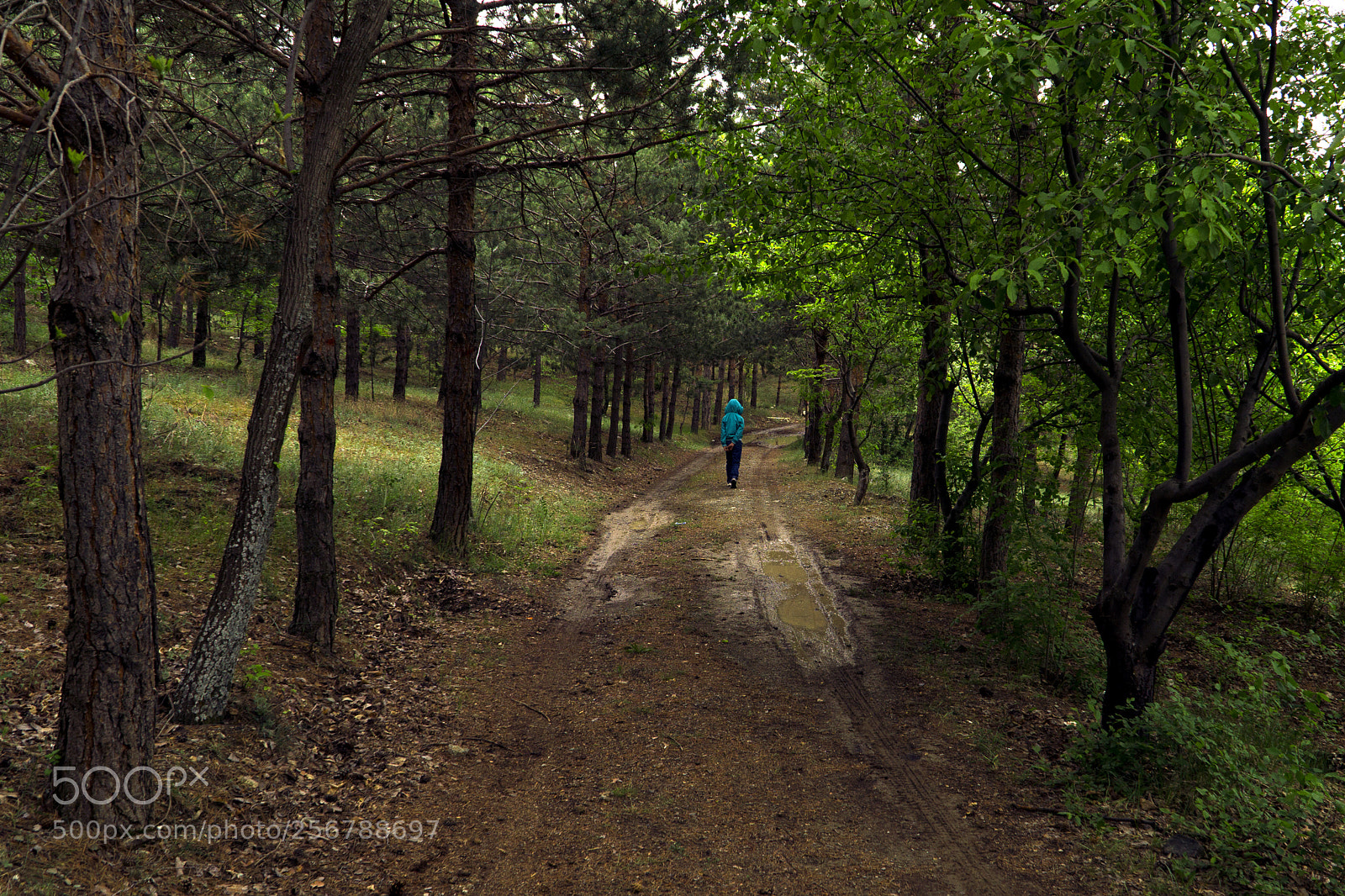 Sony a6000 sample photo. Forest and human photography