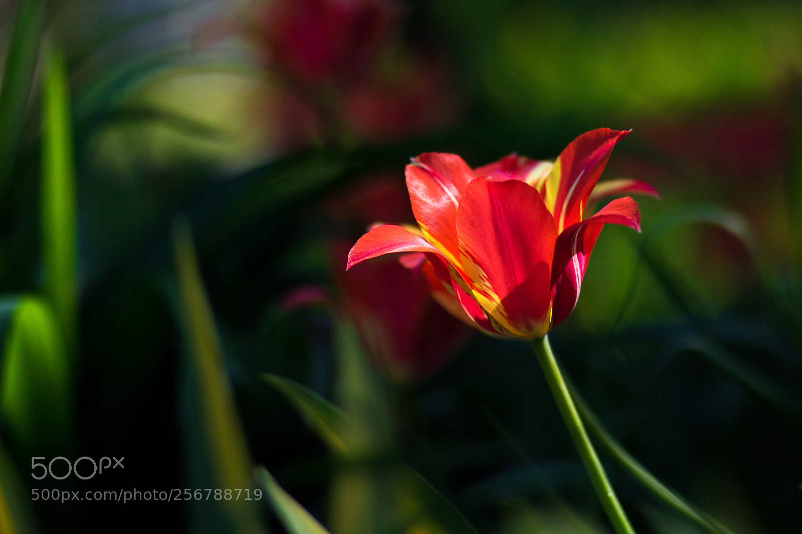 Canon EOS 760D (EOS Rebel T6s / EOS 8000D) sample photo. Red tulip photography