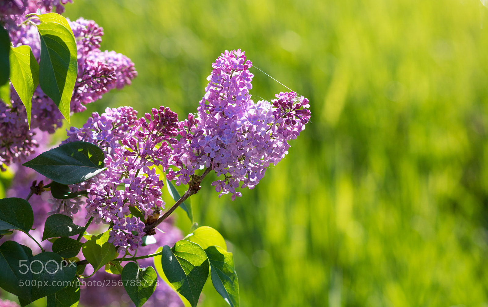Canon EOS 760D (EOS Rebel T6s / EOS 8000D) sample photo. Purple lilac flower photography
