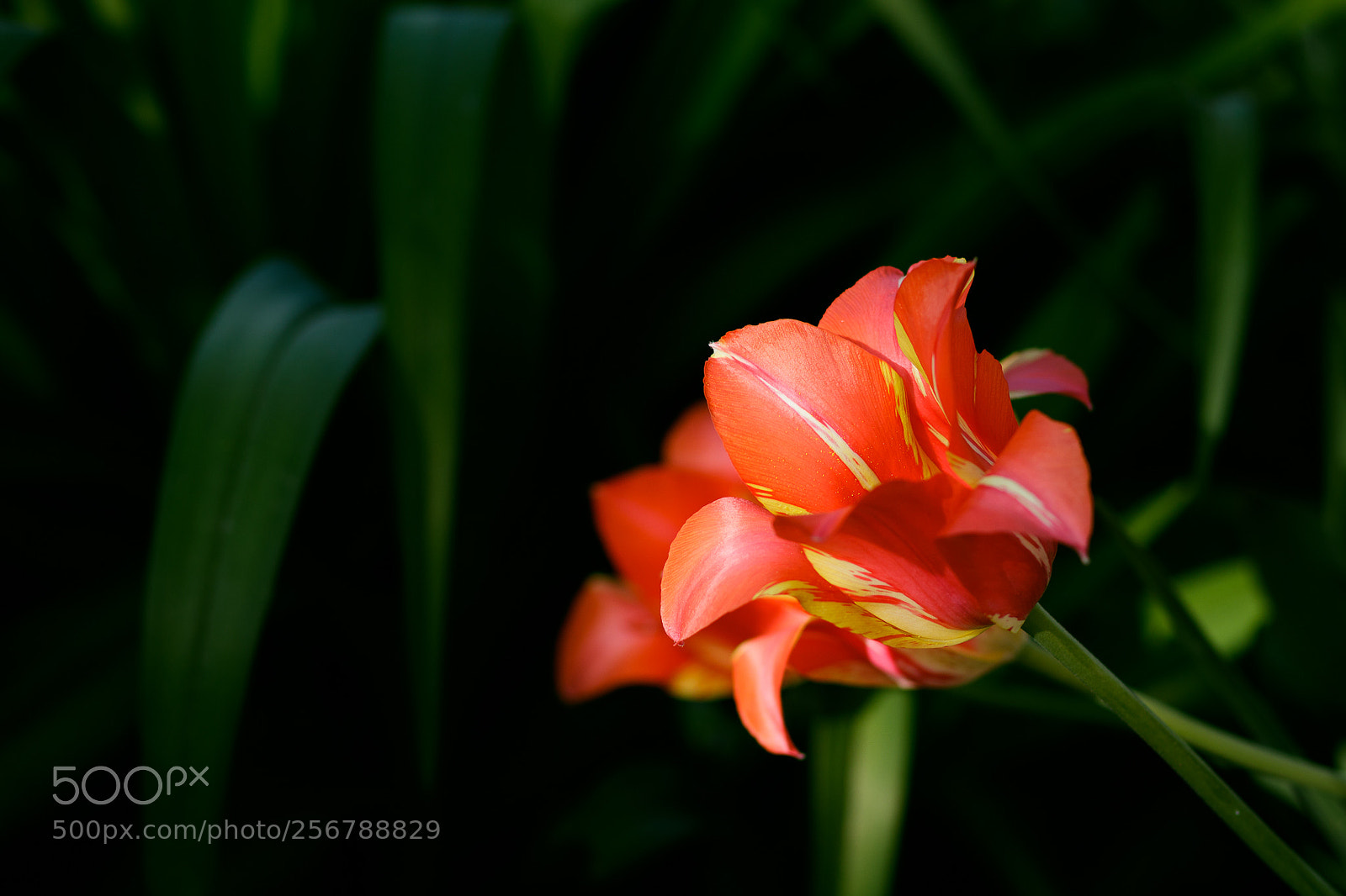 Canon EOS 760D (EOS Rebel T6s / EOS 8000D) sample photo. Red tulips photography