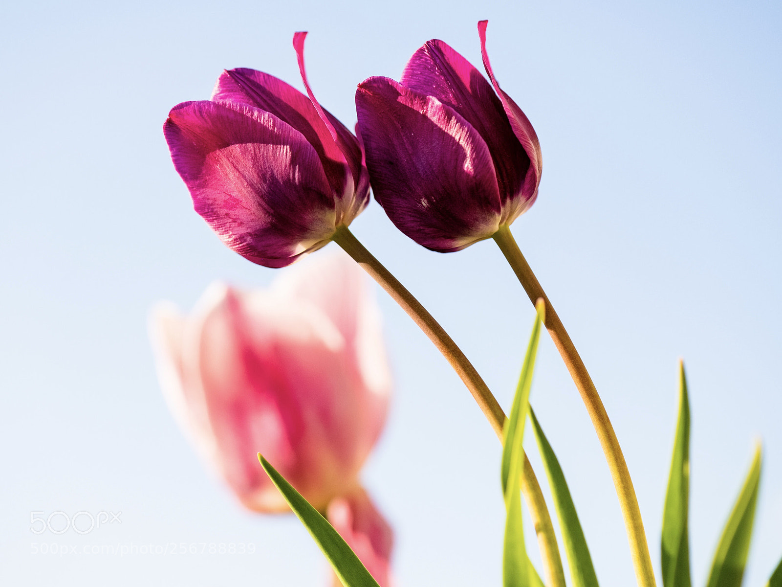Nikon D850 sample photo. Tulips  photography