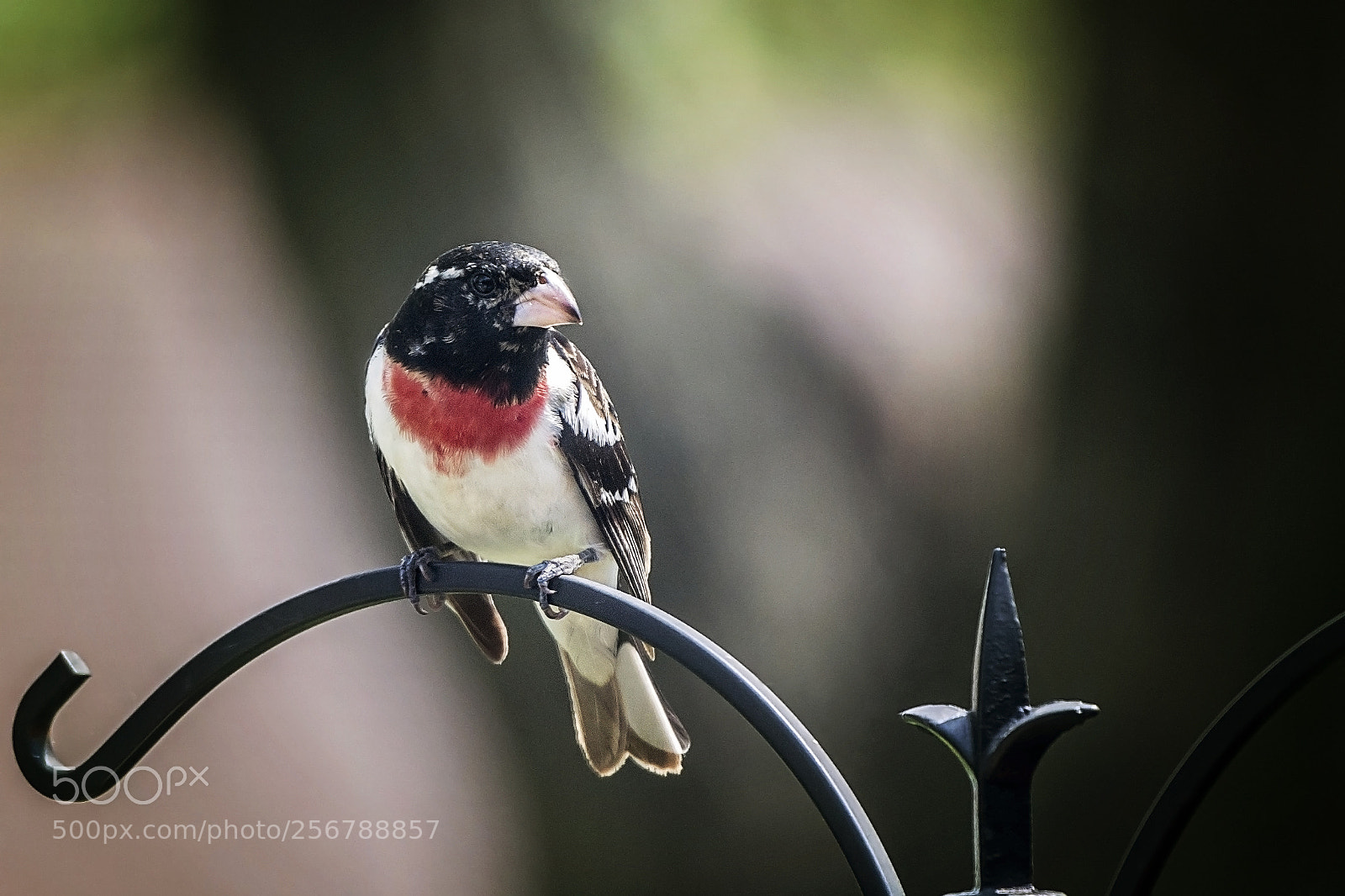 Nikon D7100 sample photo. Rose-breasted grosbeak photography