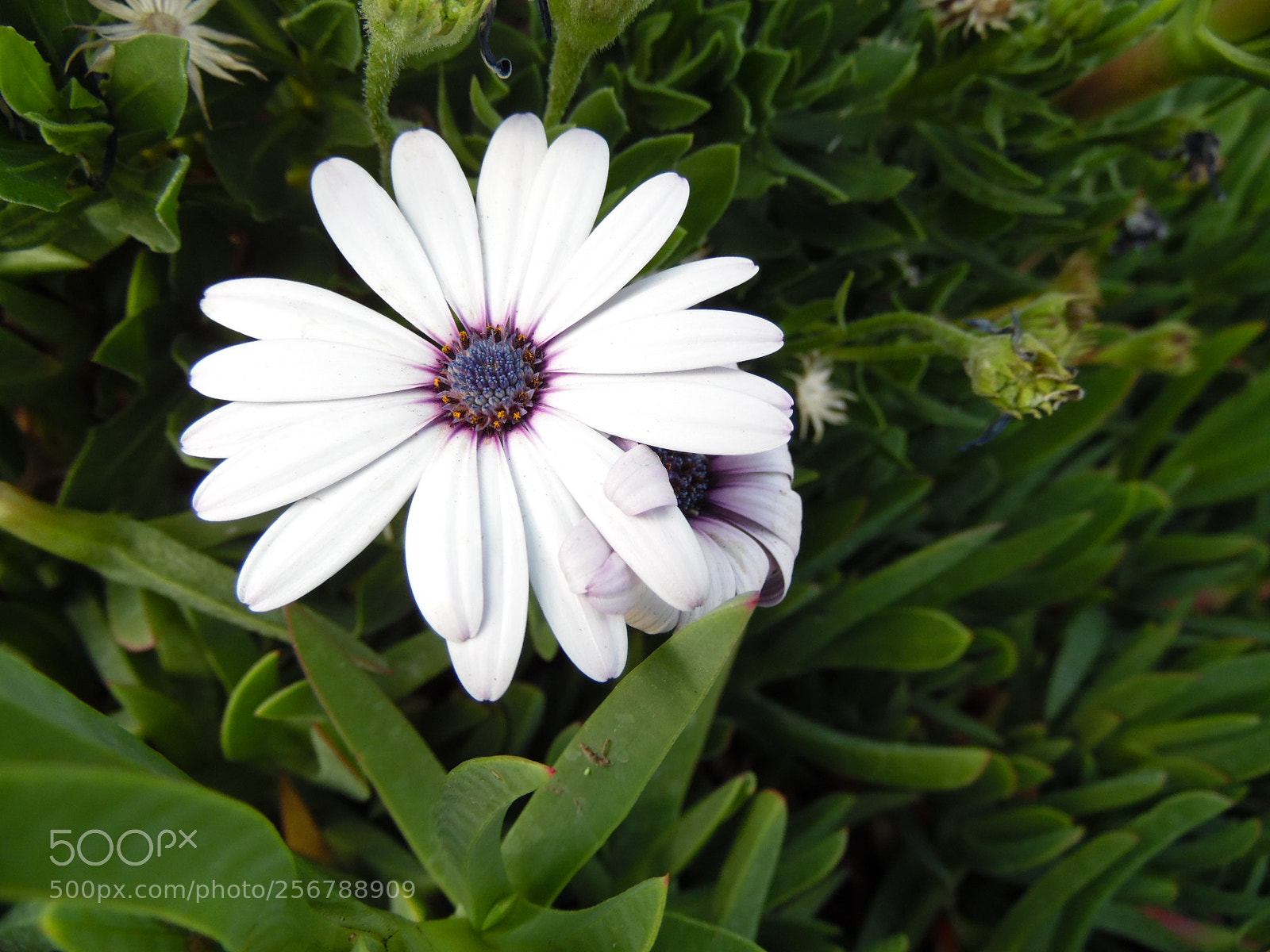 Samsung WB1100F/WB1101F/WB1102F sample photo. It was born photography