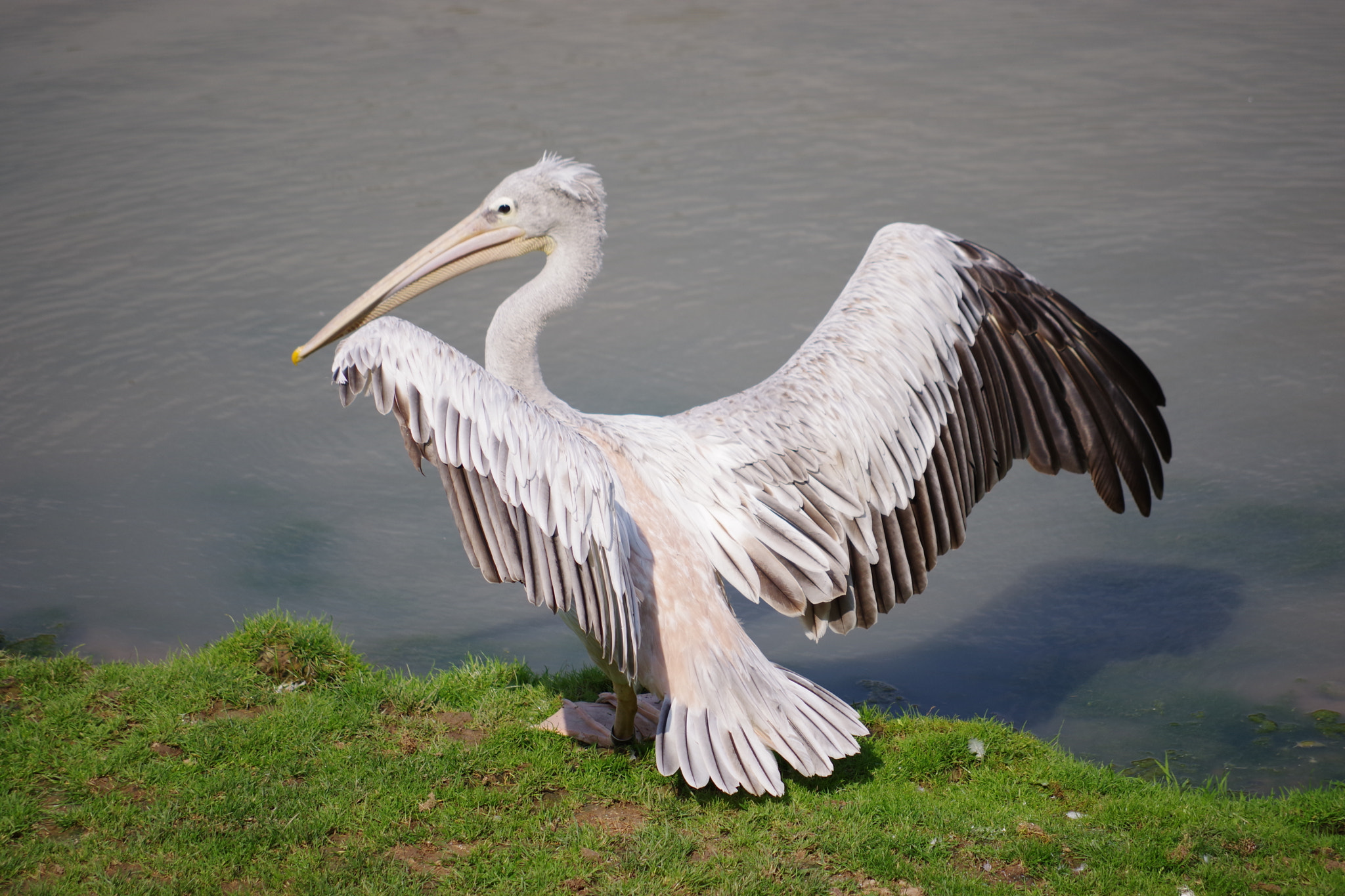 Pentax K-70 + smc Pentax-DA L 50-200mm F4-5.6 ED WR sample photo. Pelican photography