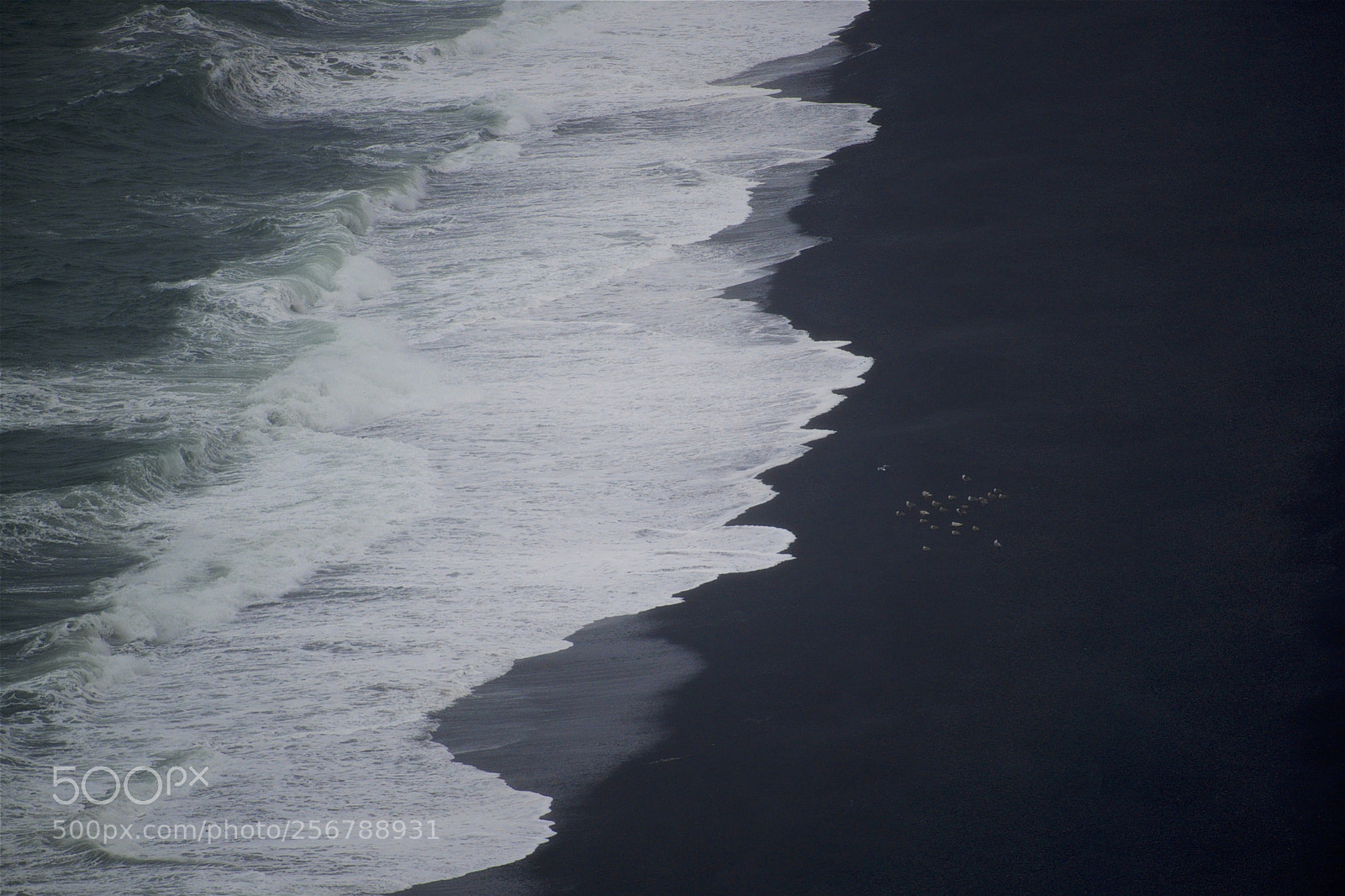 Nikon D600 sample photo. Surf, sand and seagulls photography