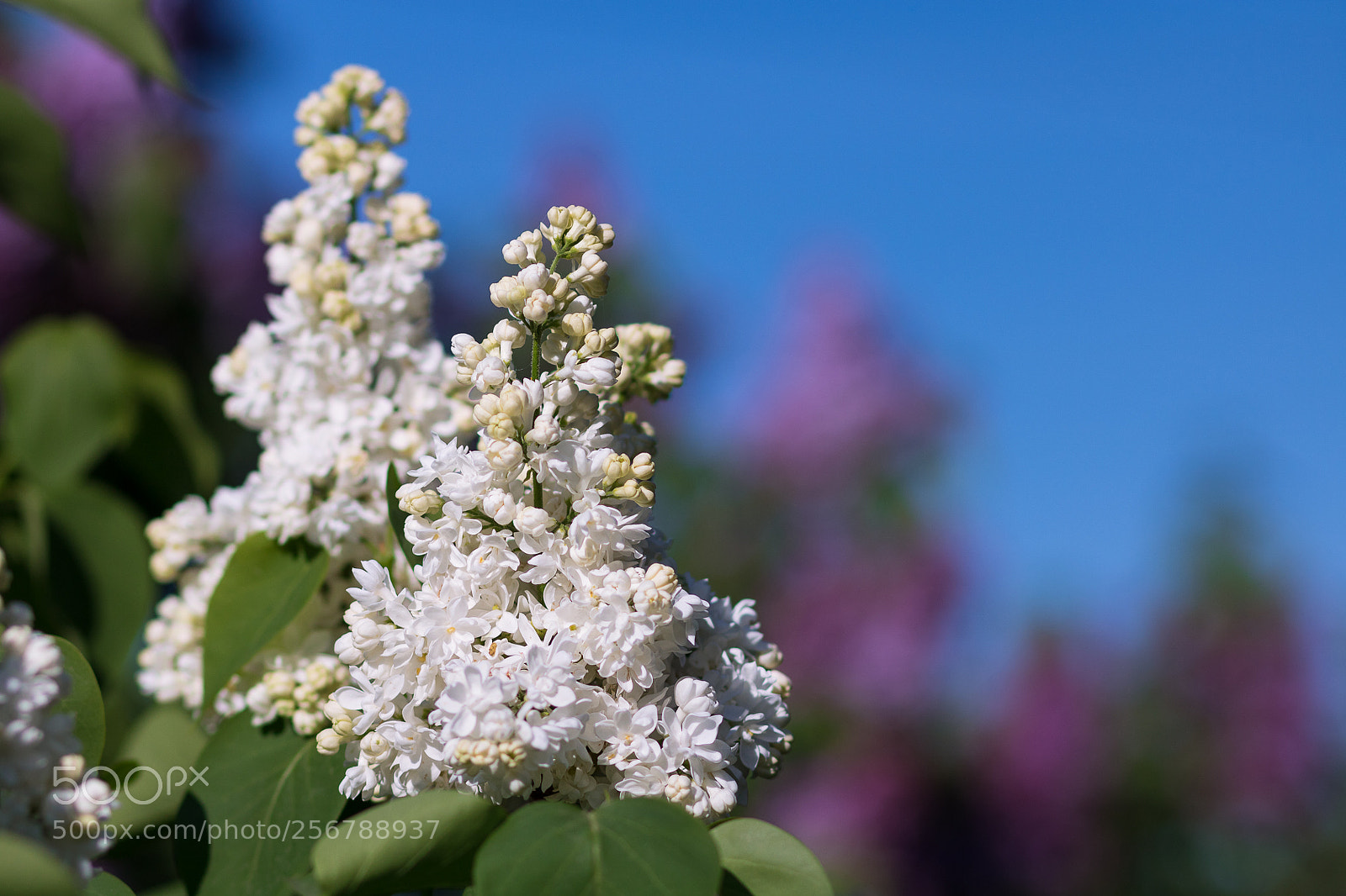 Canon EOS 760D (EOS Rebel T6s / EOS 8000D) sample photo. White lilac photography