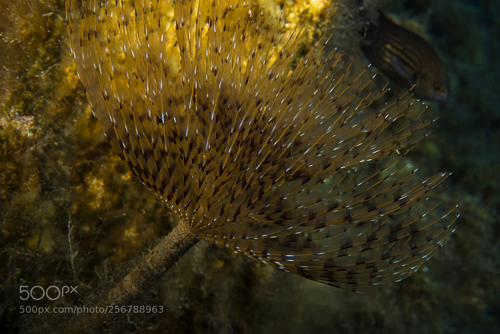 Nikon D800E sample photo. Colors of the sea photography