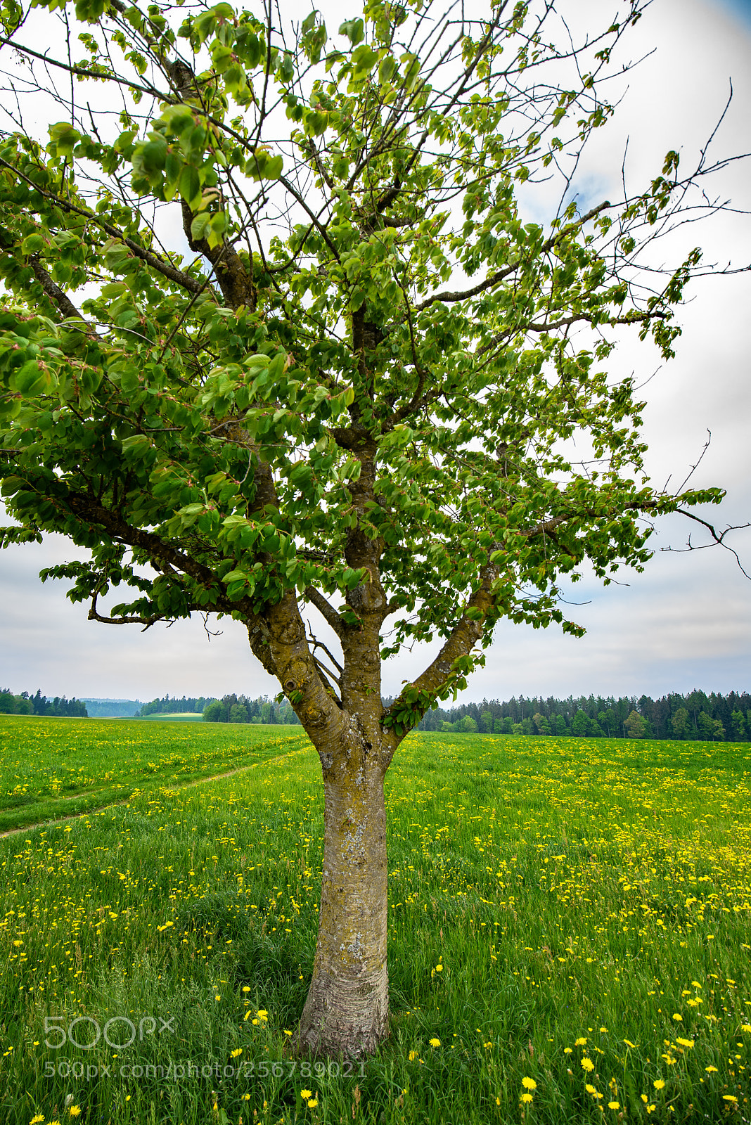 Nikon D610 sample photo. Auswil bern photography