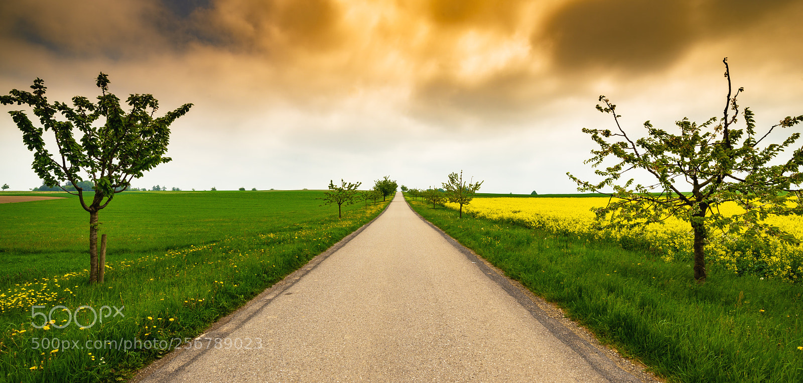 Nikon D610 sample photo. Auswil bern photography