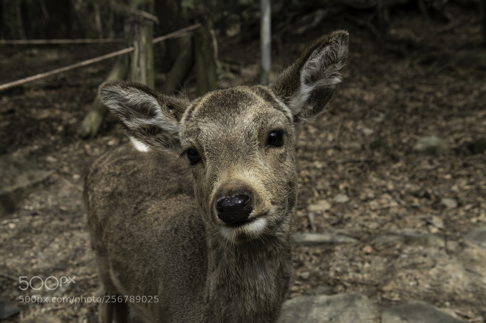 Canon EOS 6D Mark II sample photo. Cuteness photography