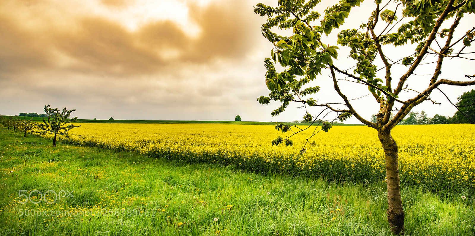 Nikon D610 sample photo. Auswil bern photography