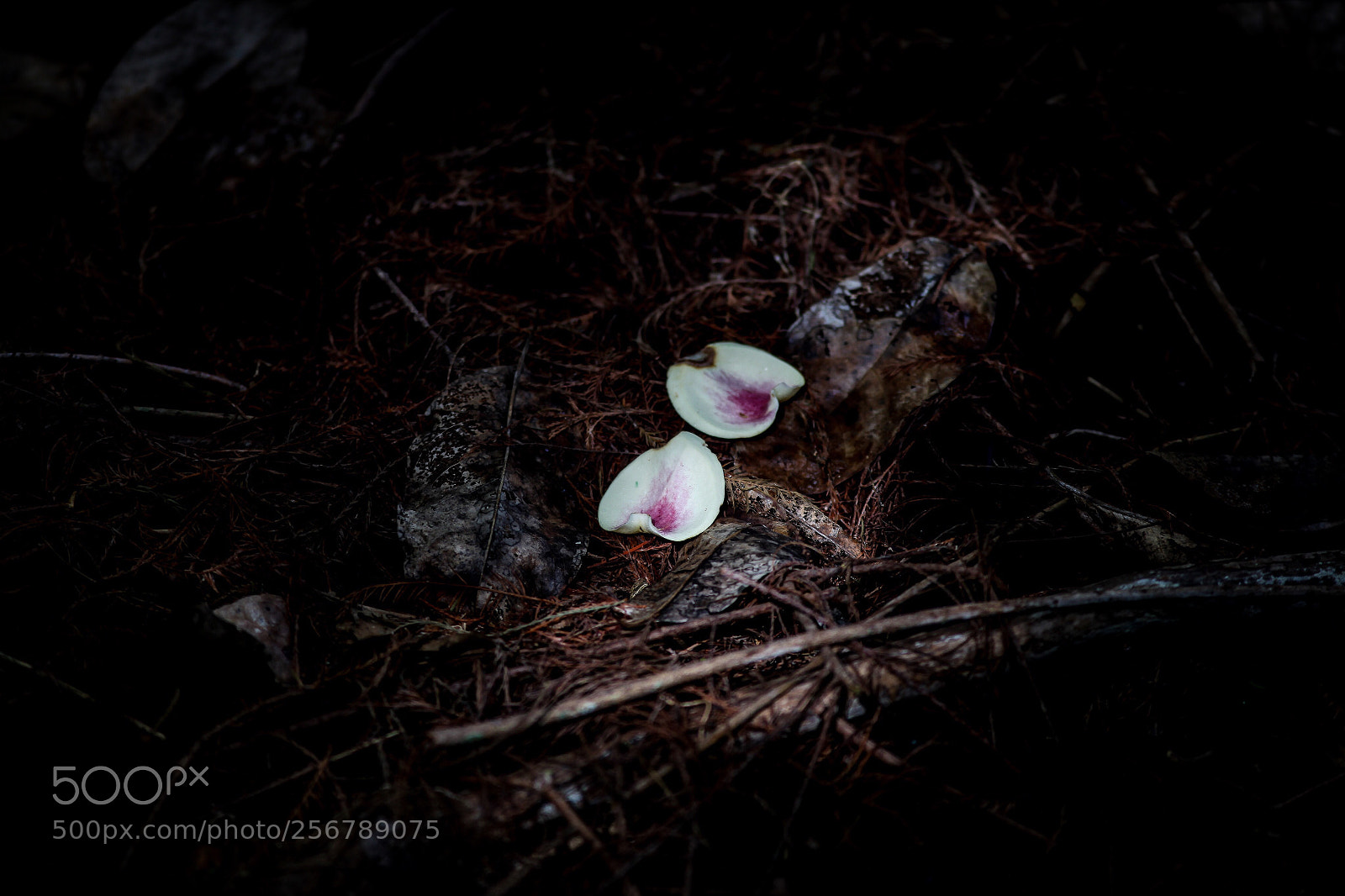 Canon EOS 5D Mark II sample photo. Untitled photography