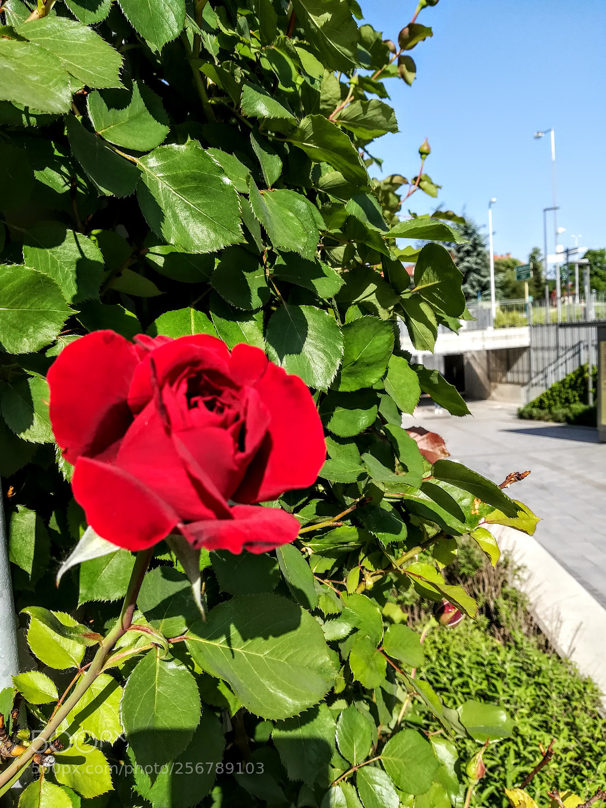 HUAWEI PRA-LX1 sample photo. Untitled photography