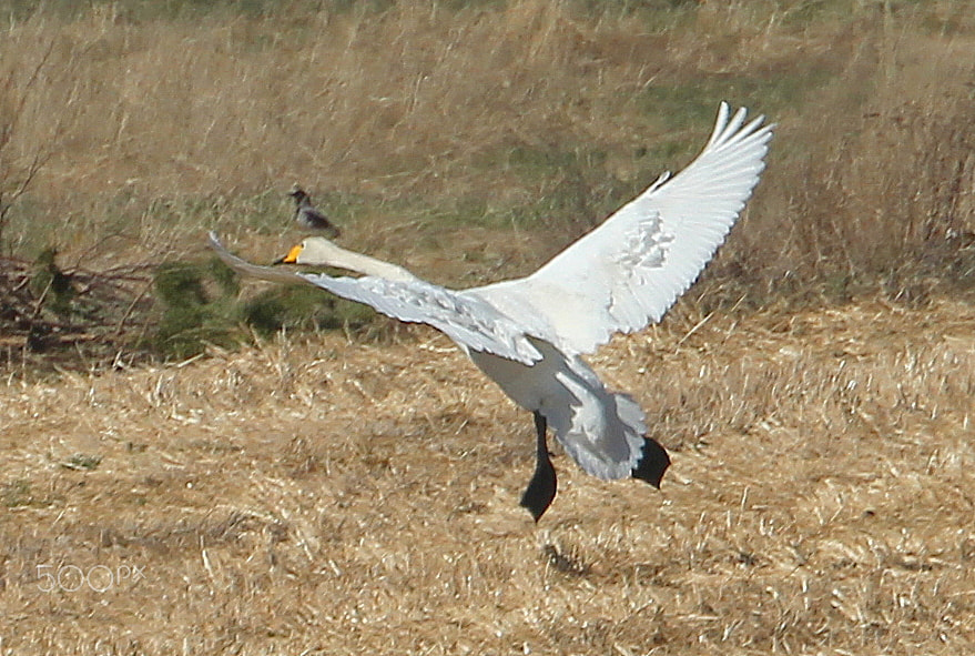 Canon EOS 700D (EOS Rebel T5i / EOS Kiss X7i) sample photo. I`m coming....be careful... photography