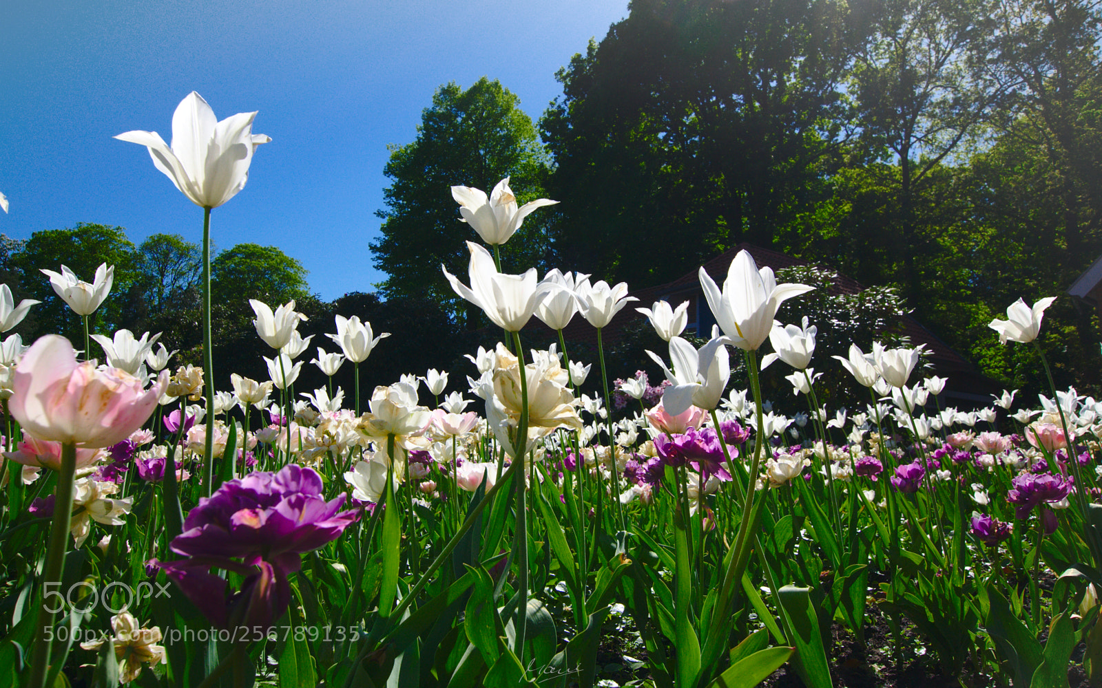 Nikon D90 sample photo. Light flood photography