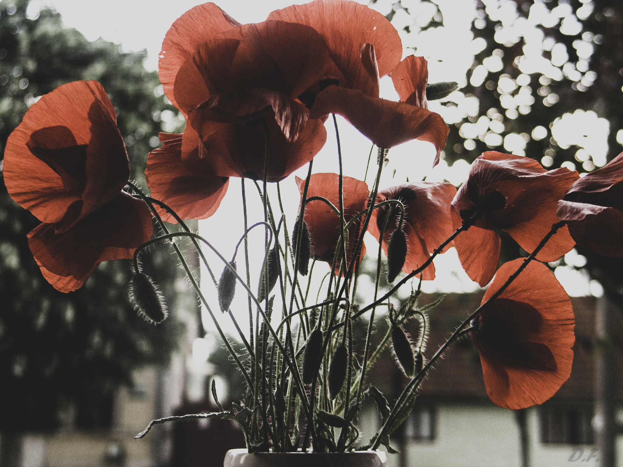 Canon POWERSHOT G6 sample photo. Poppies photography