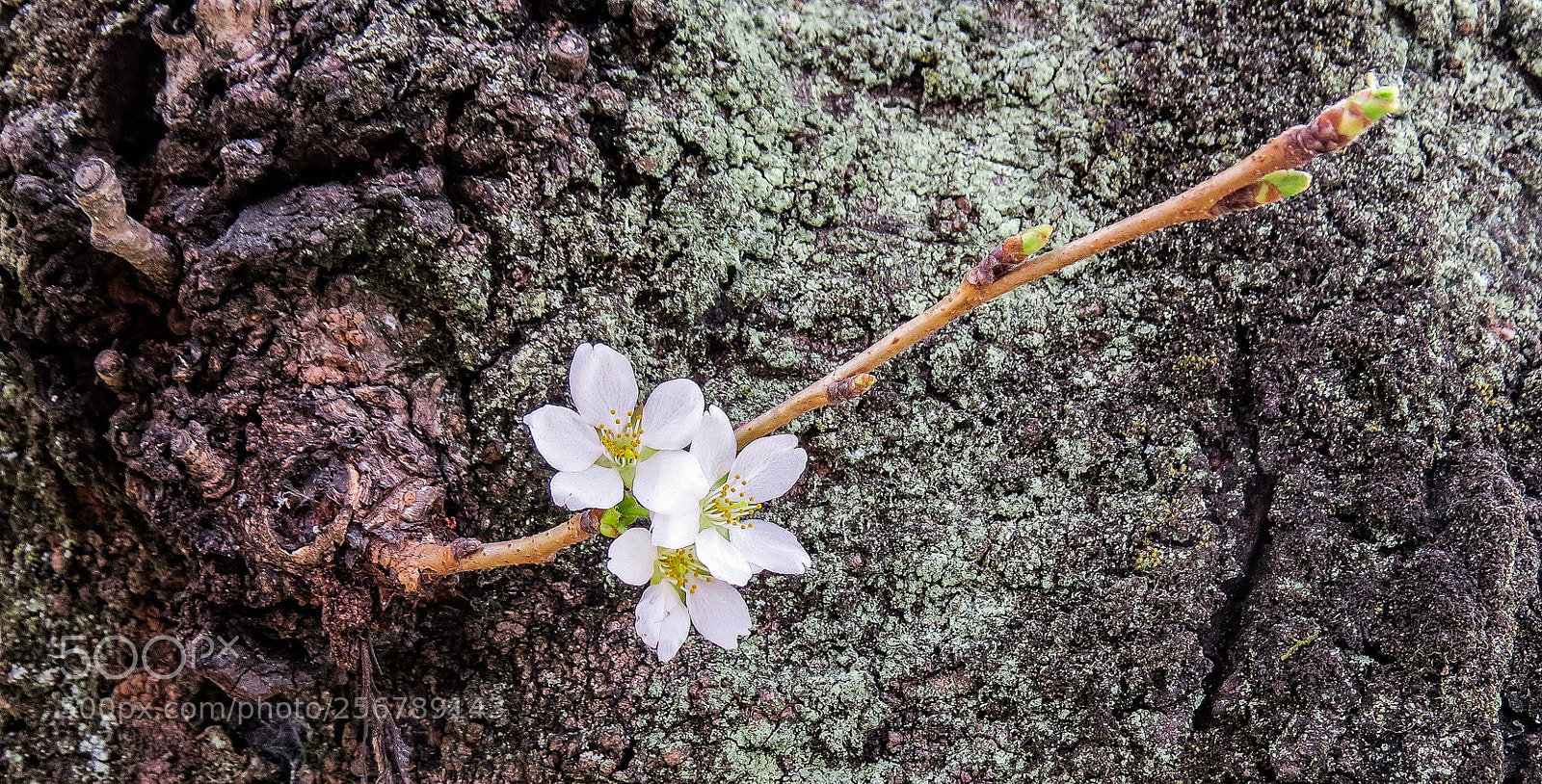 Canon PowerShot SX50 HS sample photo. Blossom photography