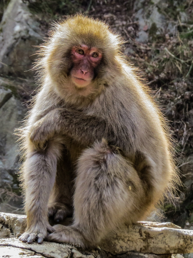 Canon PowerShot SX50 HS sample photo. Snow monkey photography