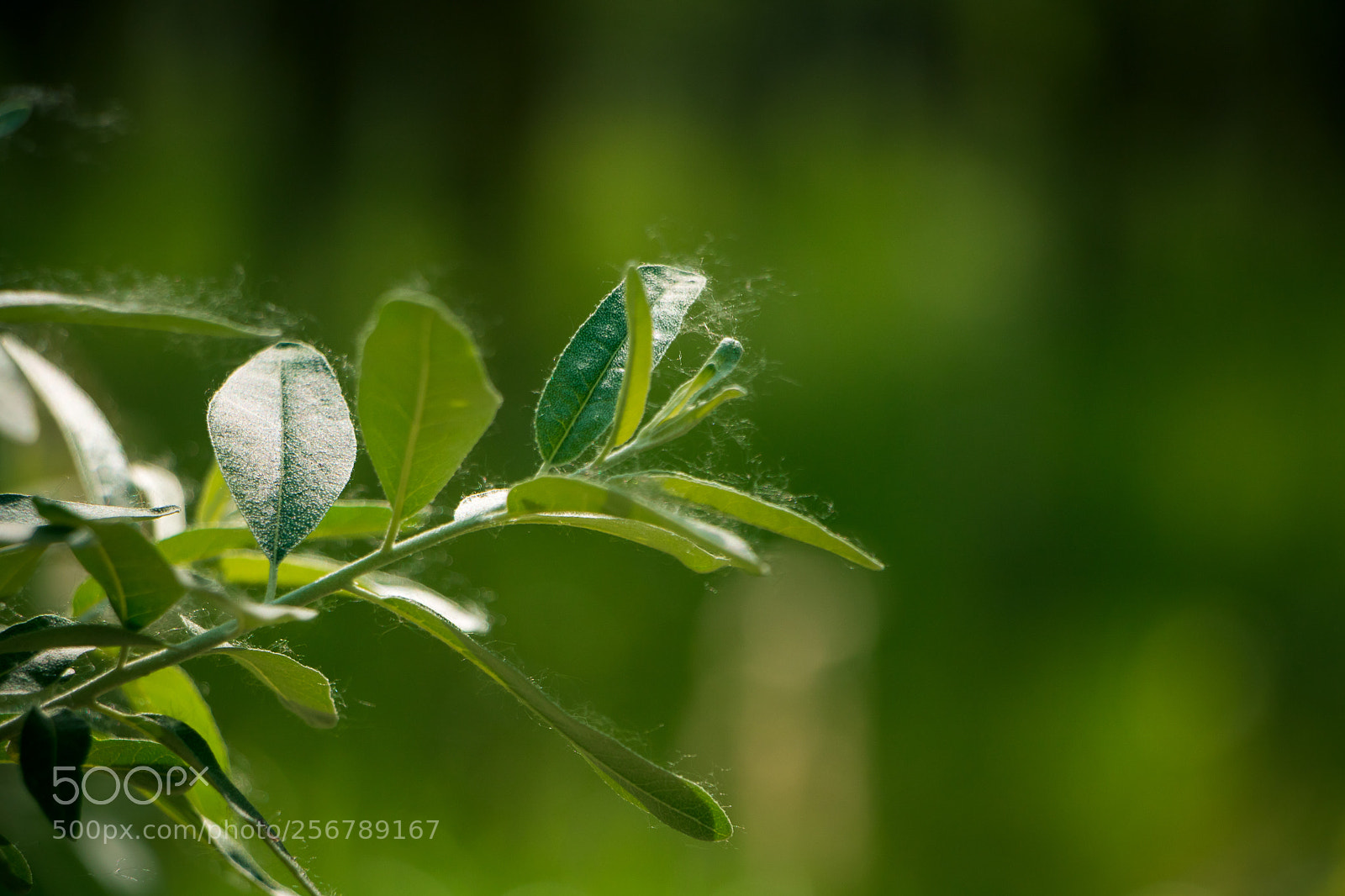 Canon EOS 760D (EOS Rebel T6s / EOS 8000D) sample photo. Fluffy leaf photography