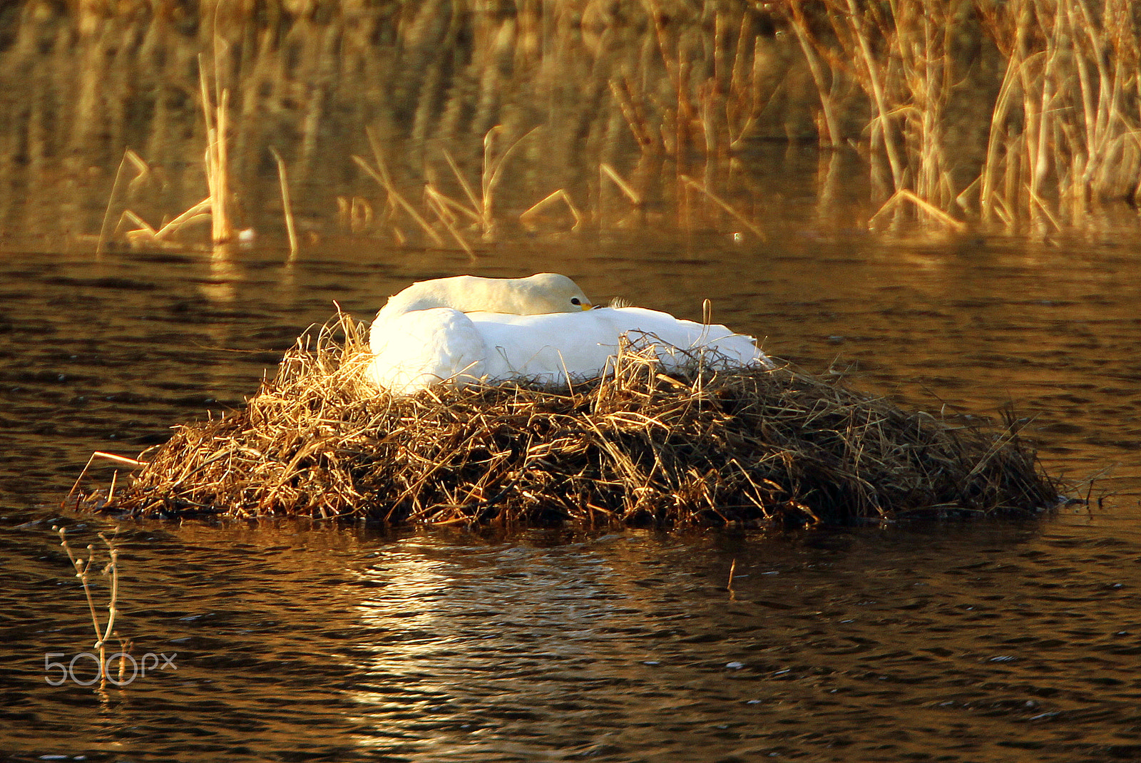 Canon EOS 700D (EOS Rebel T5i / EOS Kiss X7i) sample photo. "the swan-mutter" is brooding... photography