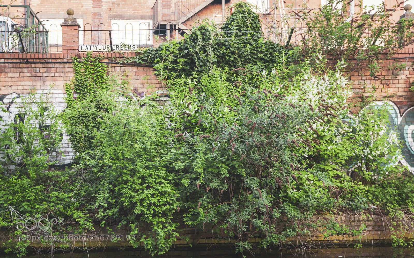 Canon EOS 5D Mark II sample photo. Eat your greens photography