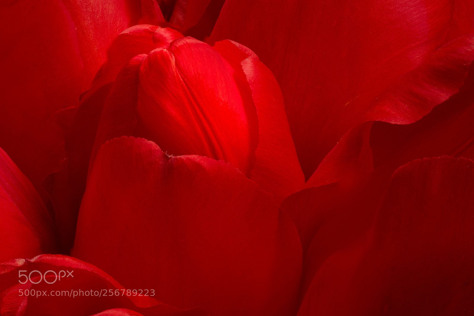 Sony a7R sample photo. Dante photography