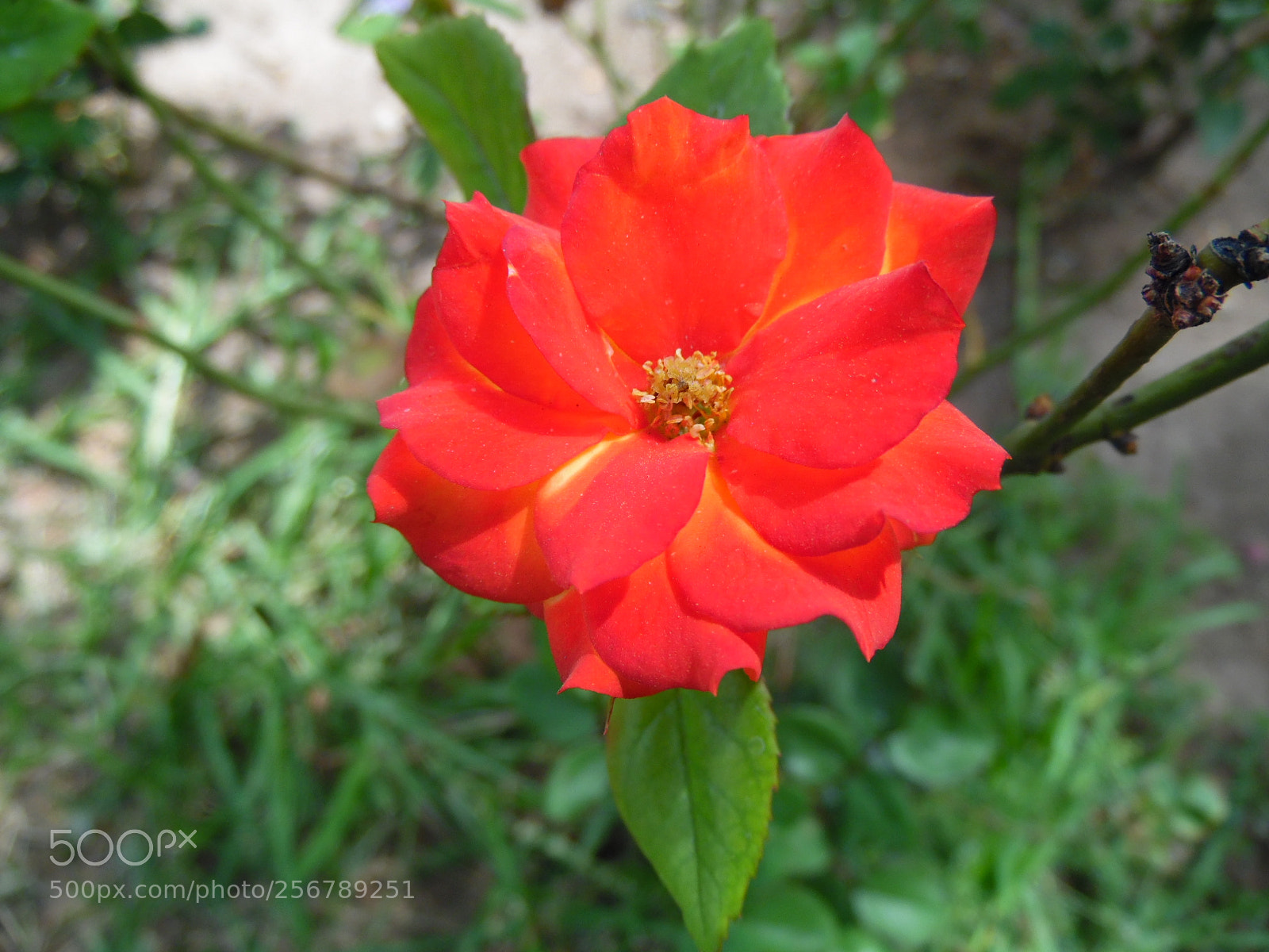 Samsung WB1100F/WB1101F/WB1102F sample photo. Energy photography