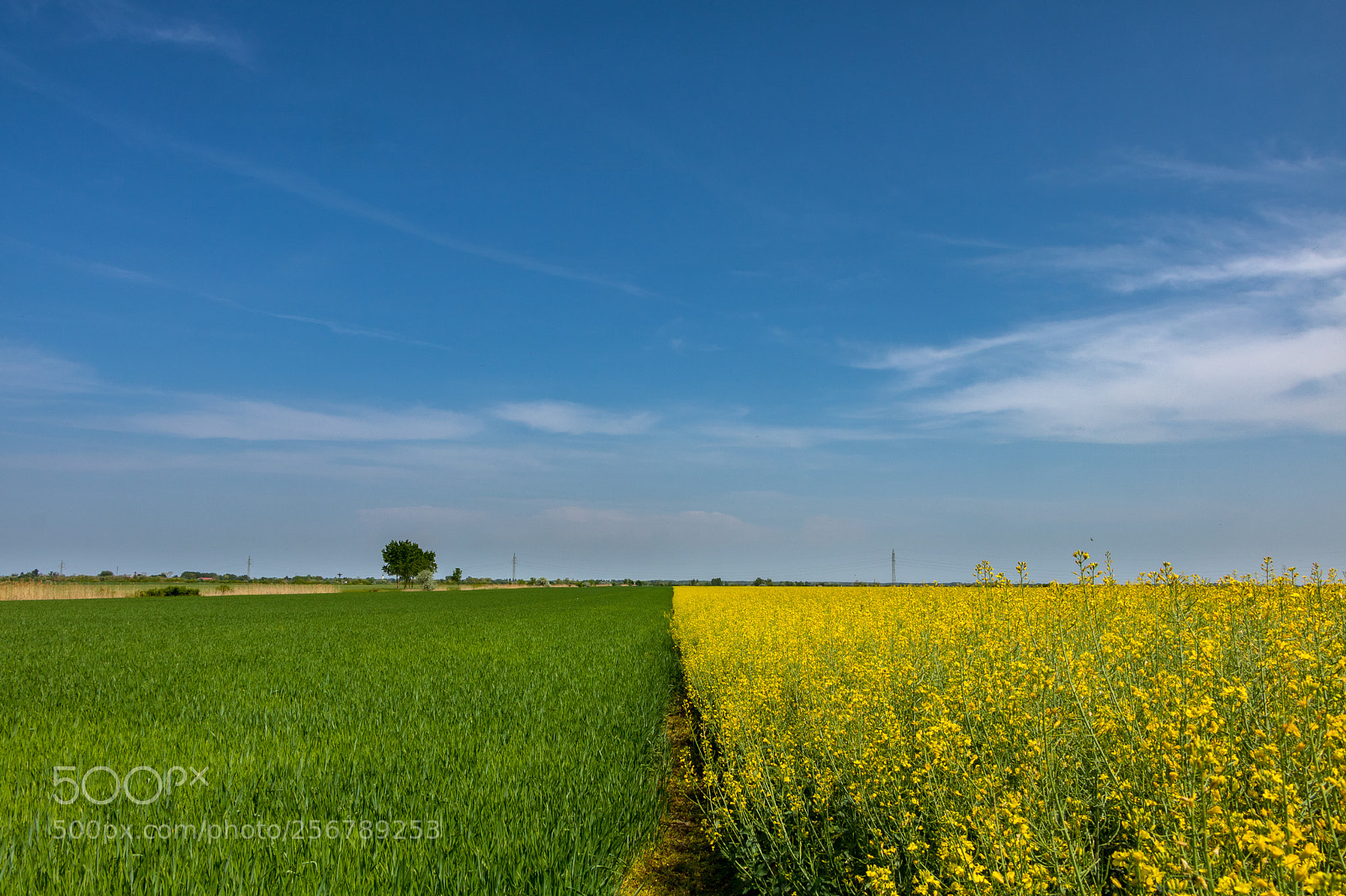Canon EOS 760D (EOS Rebel T6s / EOS 8000D) sample photo. Rapeseed and a green photography