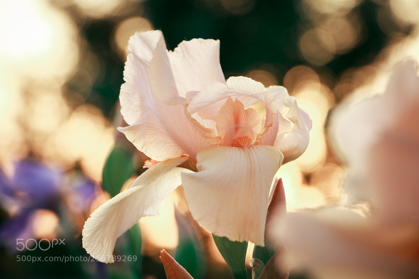 Canon EOS 760D (EOS Rebel T6s / EOS 8000D) sample photo. Peach iris photography