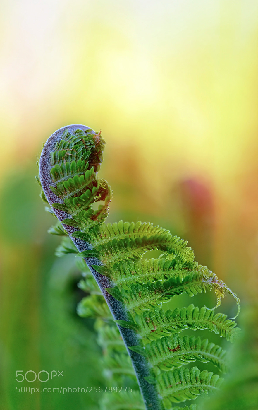 Nikon D800E sample photo. Natural curves photography