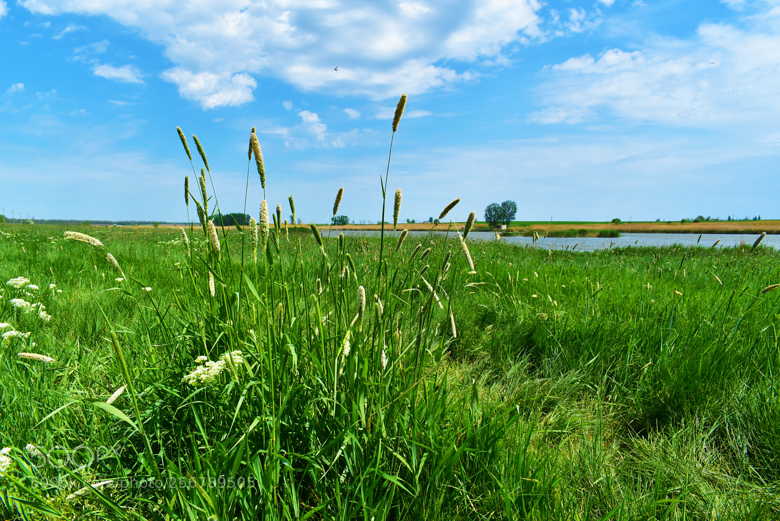 Nikon D5600 sample photo. У реки photography
