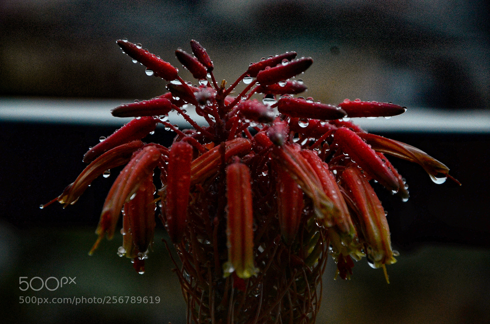 Nikon D7000 sample photo. Rain photography