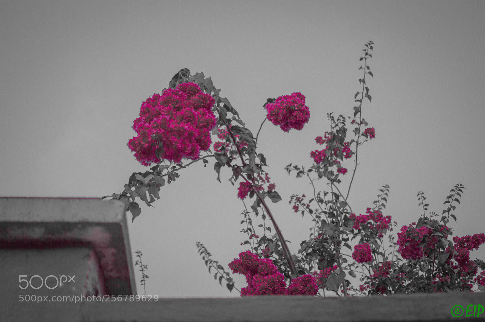 Nikon D3200 sample photo. Over pink photography