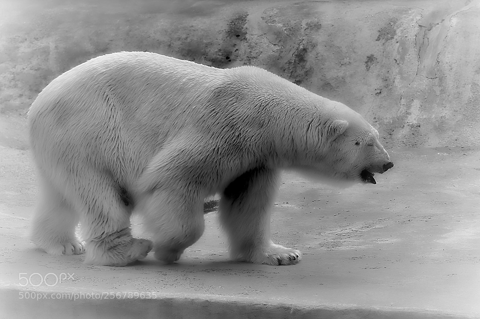 Nikon D500 sample photo. Белый медведь  photography