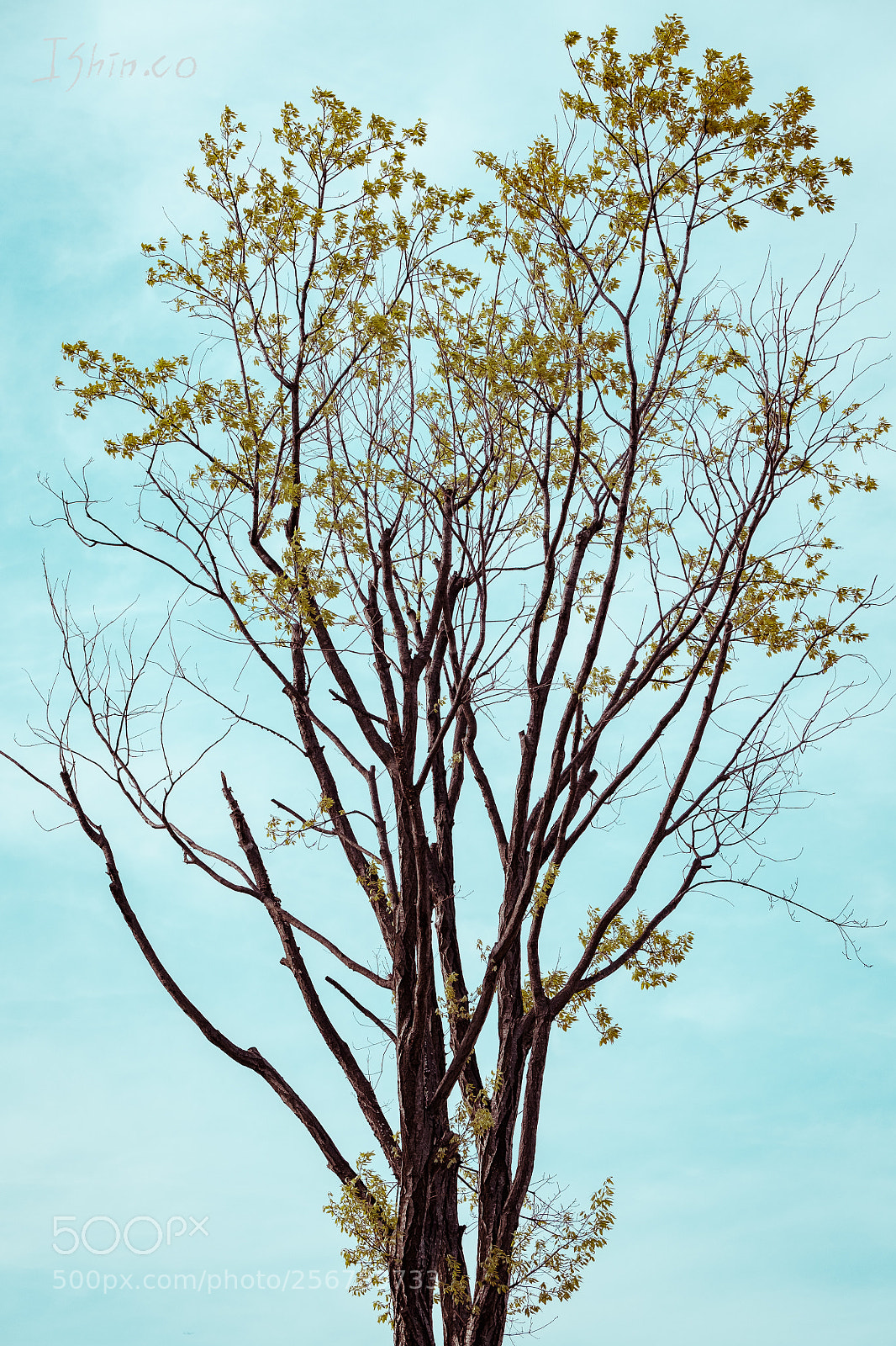 Fujifilm X-H1 sample photo. Tree photography