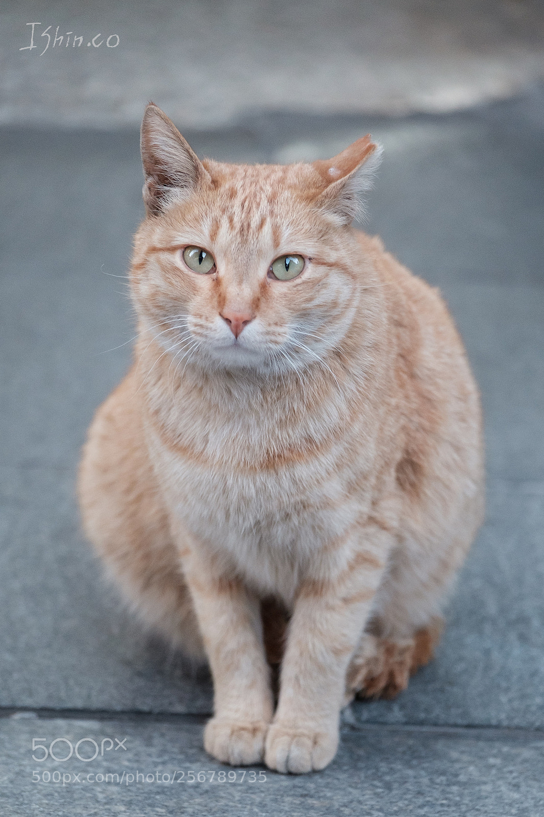 Fujifilm X-H1 sample photo. Cat photography