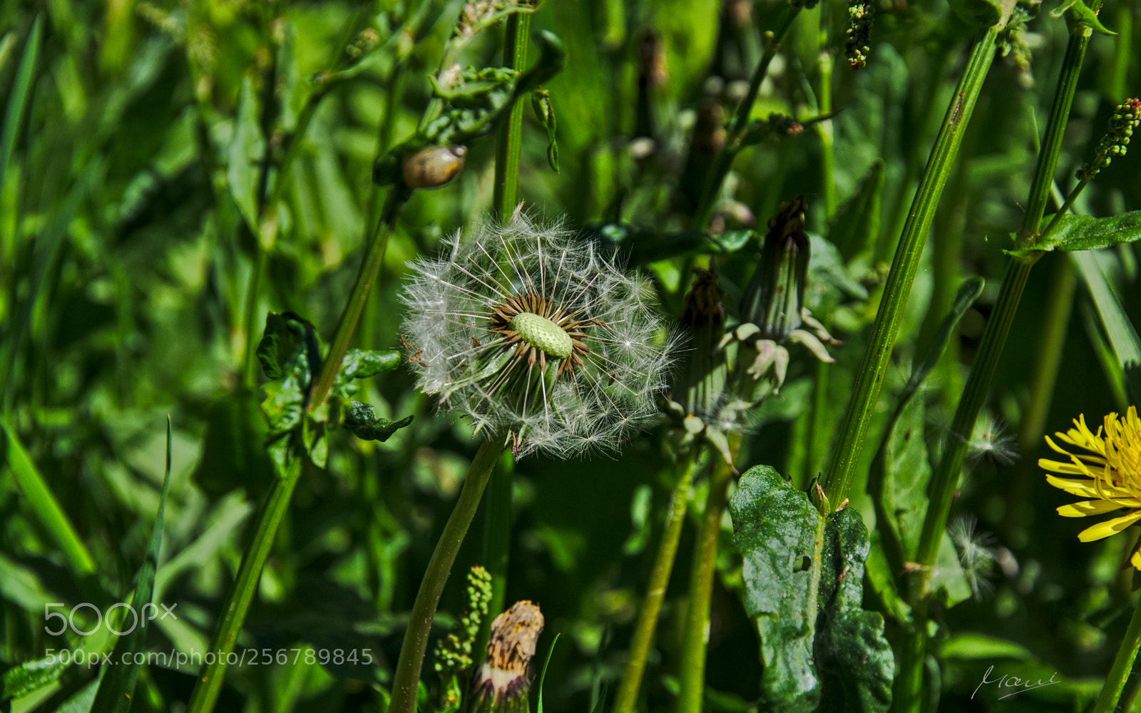 Nikon D90 sample photo. Getting a bald patch photography