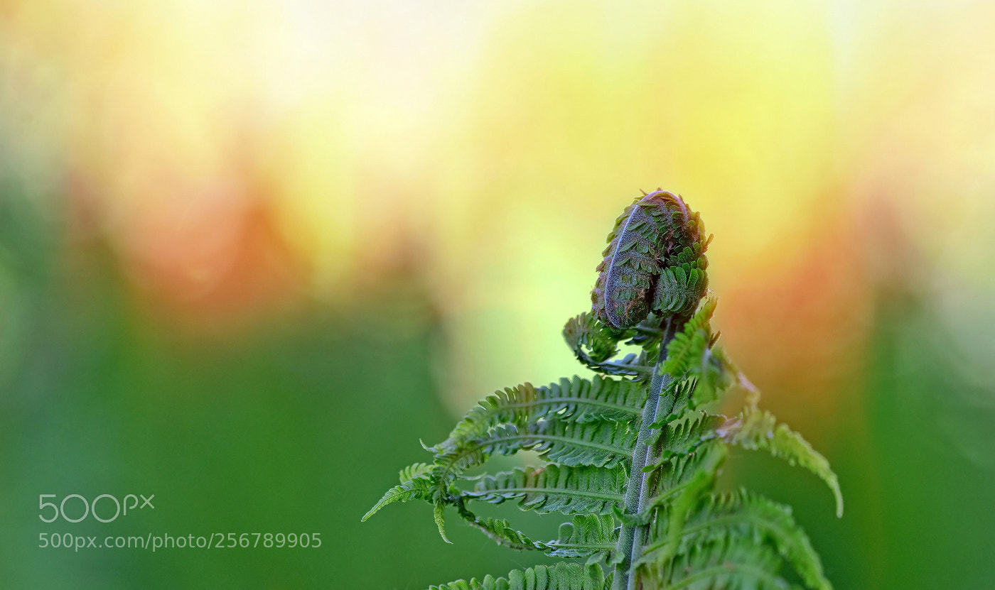 Nikon D800E sample photo. Fern in the light photography