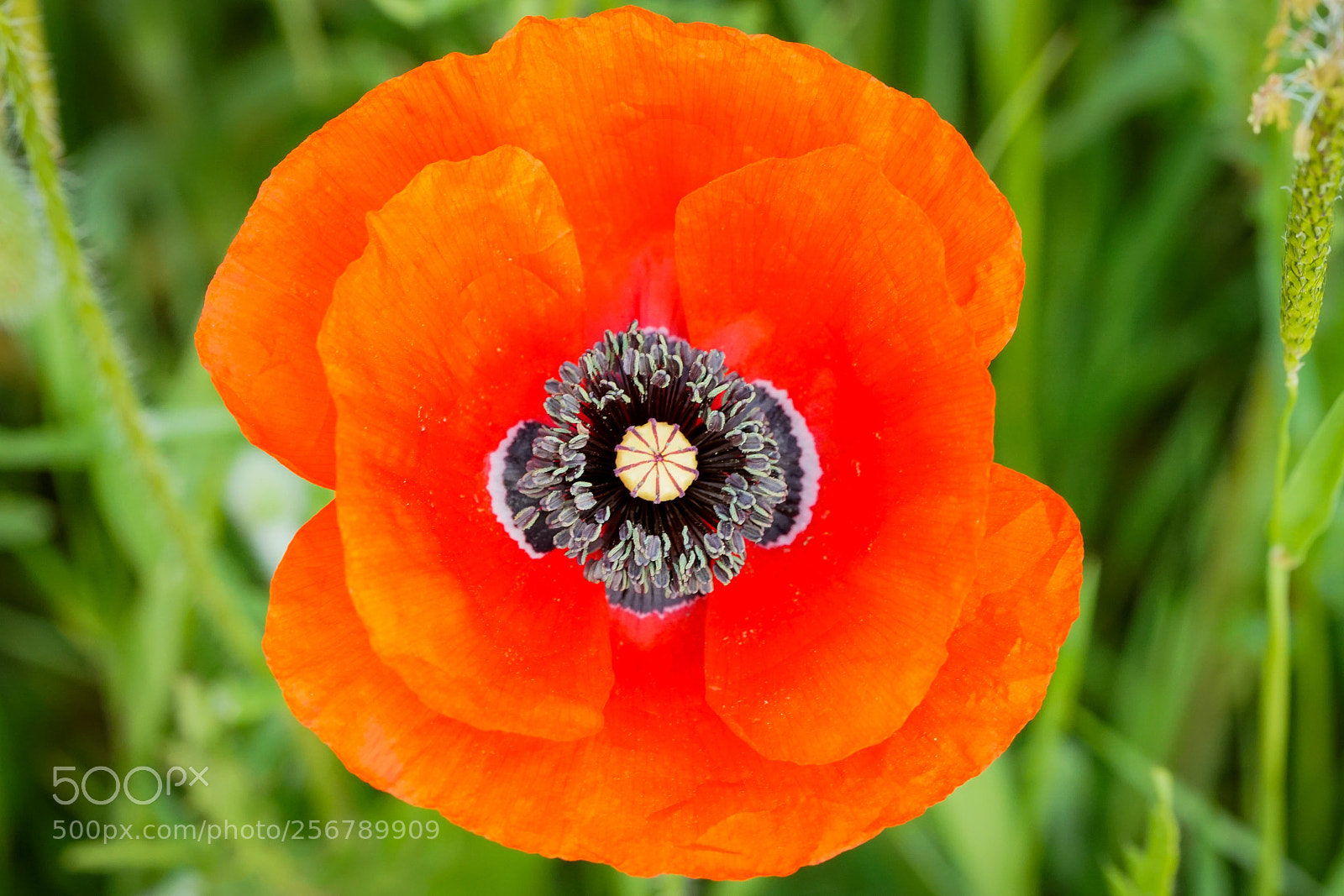 Sony a6000 sample photo. Poppy flower photography