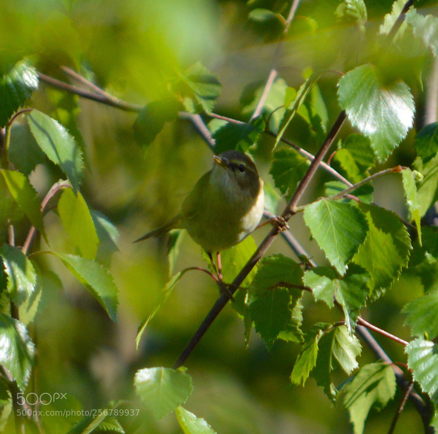 Nikon D3200 sample photo. Chiff-chaff photography