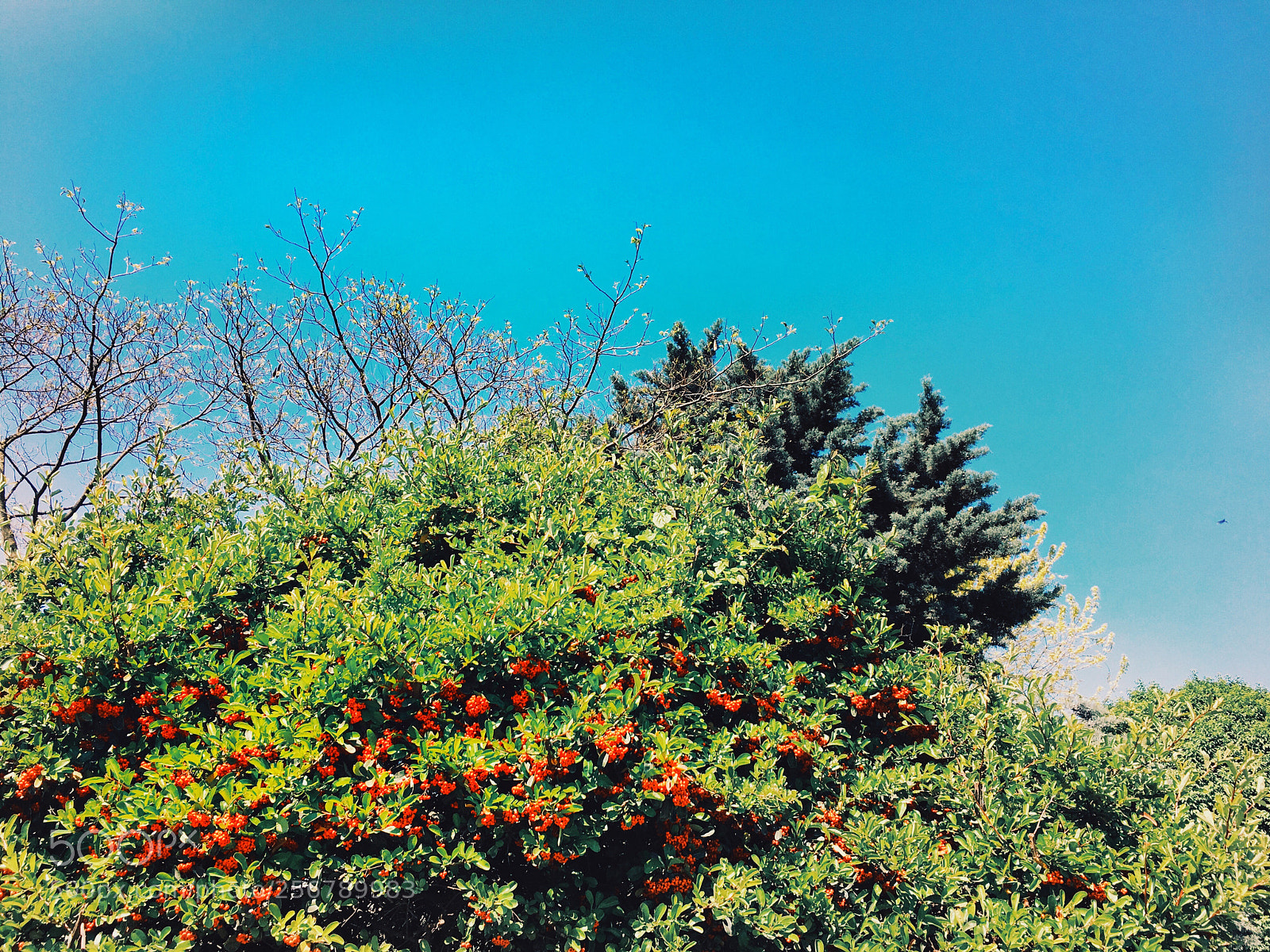 Apple iPhone 6s sample photo. Rowan berries photography