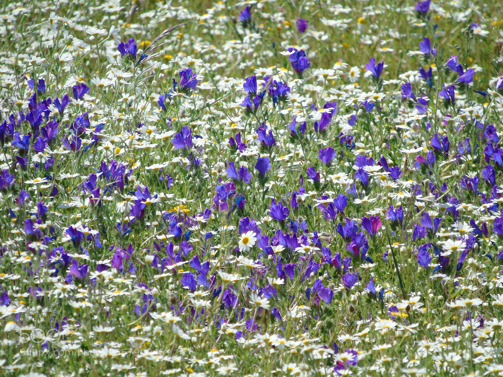 Sony Cyber-shot DSC-H400 sample photo. Flores de primavera photography